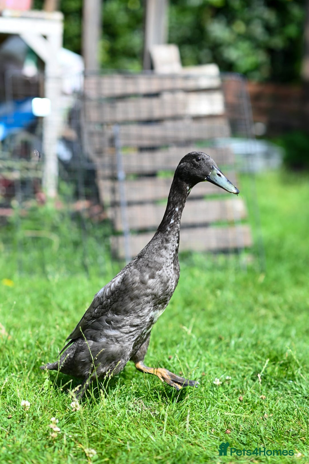 Ducks poultry for sale: Three male Indian Runner Ducks - Image 2