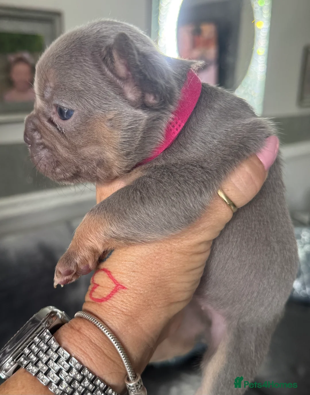 French Bulldog dogs for sale: Out standing french bulldogs merles carry fluffy - Advert 31