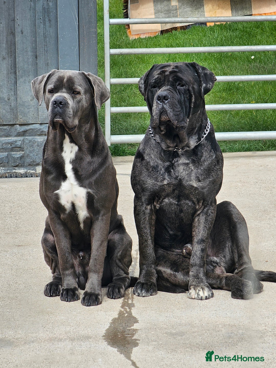 Cane Corso dogs for sale: ULTIMATE CANE CORSO PUPPIES  - Image 13