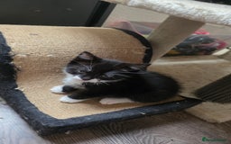 British Shorthair cats for sale: 4 beautiful kittens  - Image 2