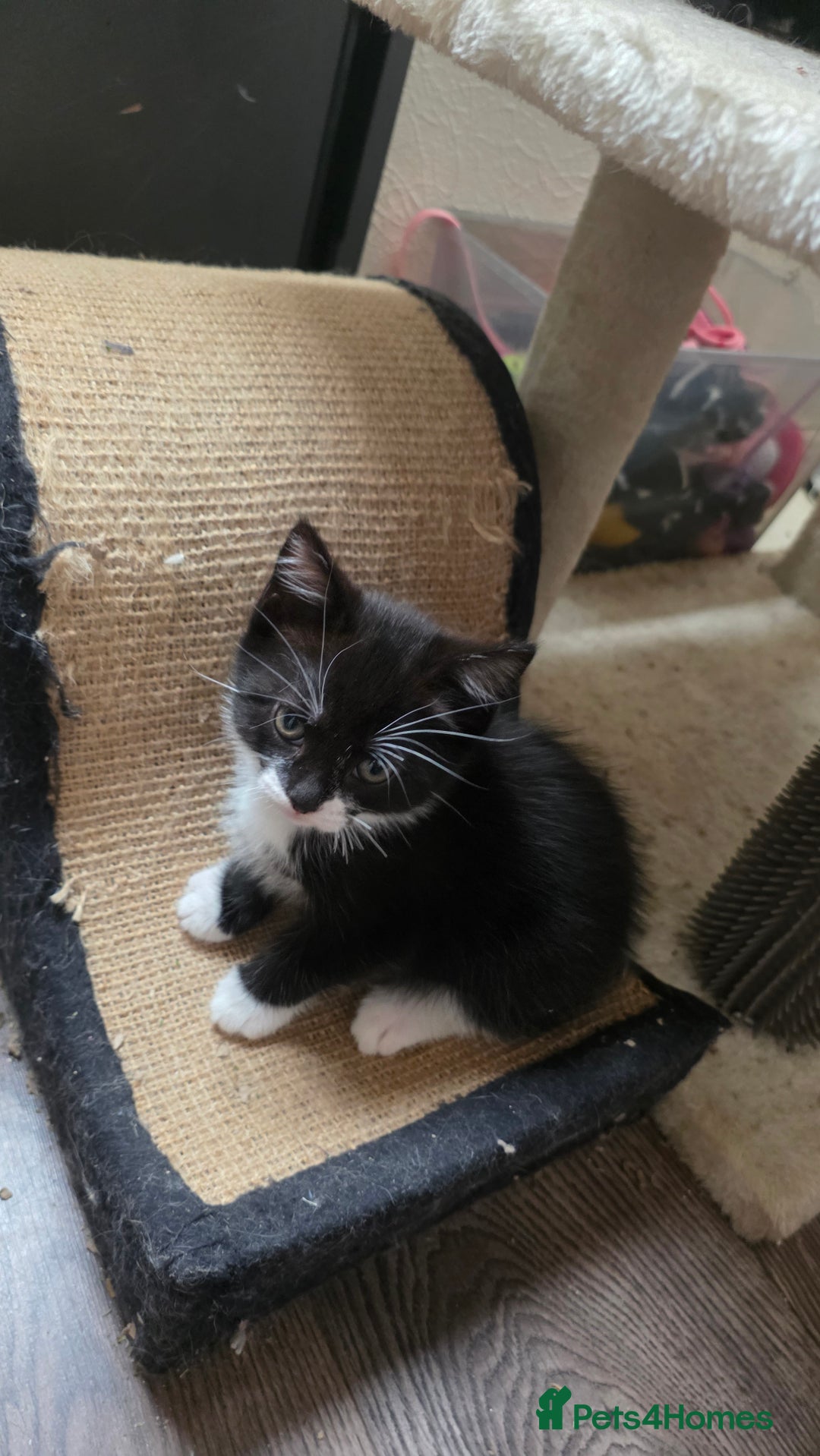 British Shorthair cats for sale: 4 beautiful kittens  - Image 2