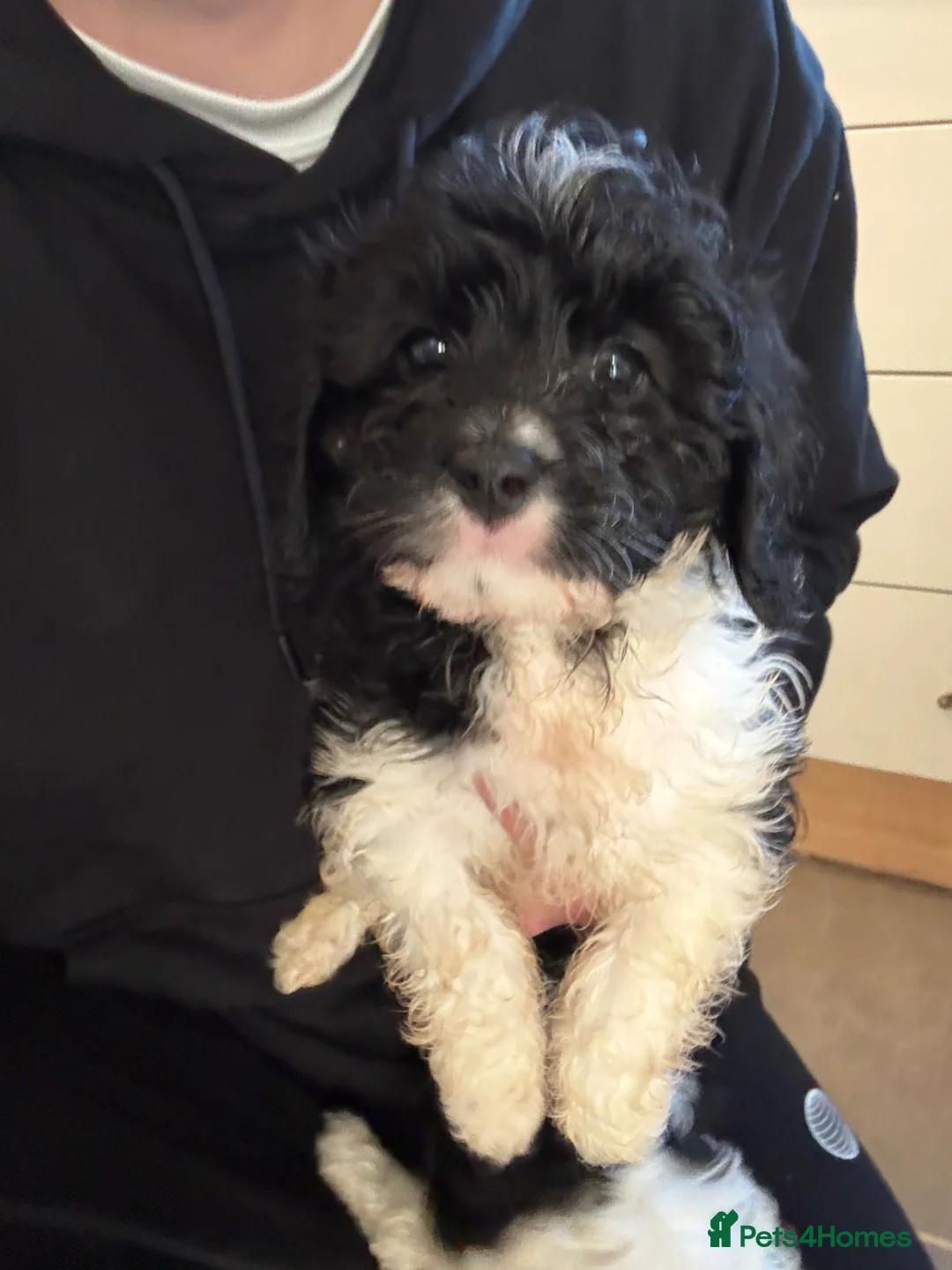Cavapoo dogs for sale: Cavapoo puppies in Warrington - Advert 2