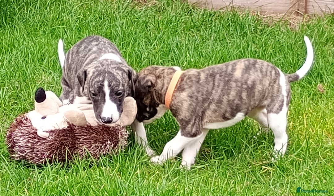 Whippet dogs for sale: Quality KC reg Whippet Puppies - Image 22