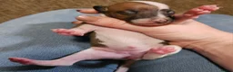 Italian Greyhound dogs for sale: Beautiful Italian Greyhound Puppies KC Registered - Advert 22