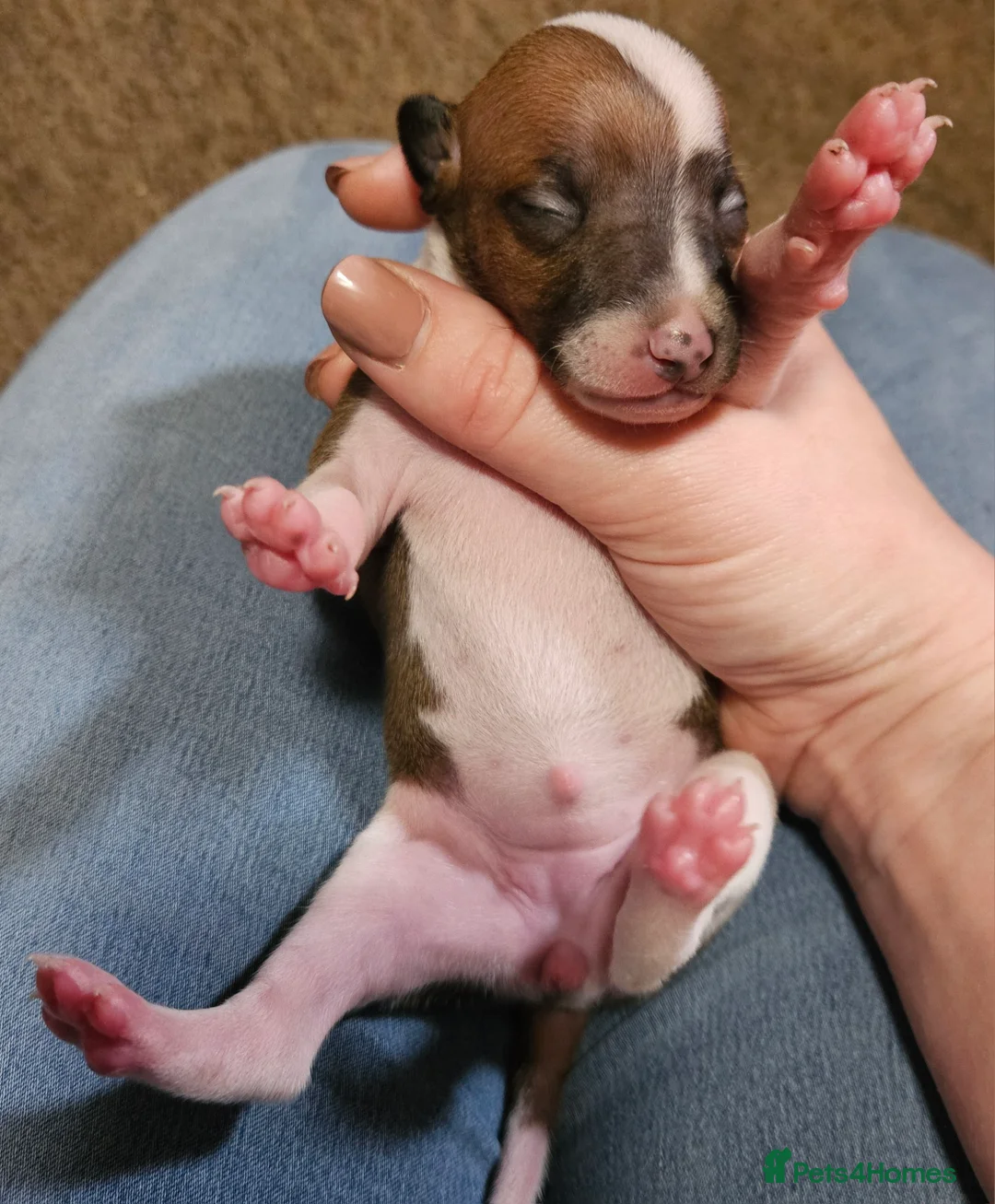 Italian Greyhound dogs for sale: Beautiful Italian Greyhound Puppies KC Registered - Advert 22