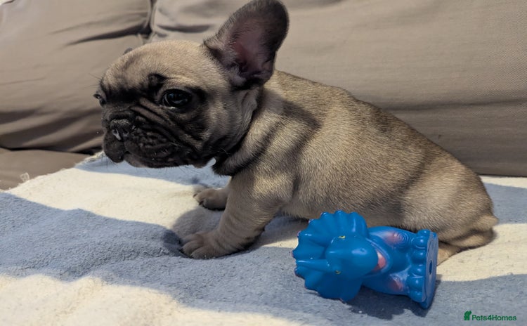 French Bulldog dogs - Advert 1