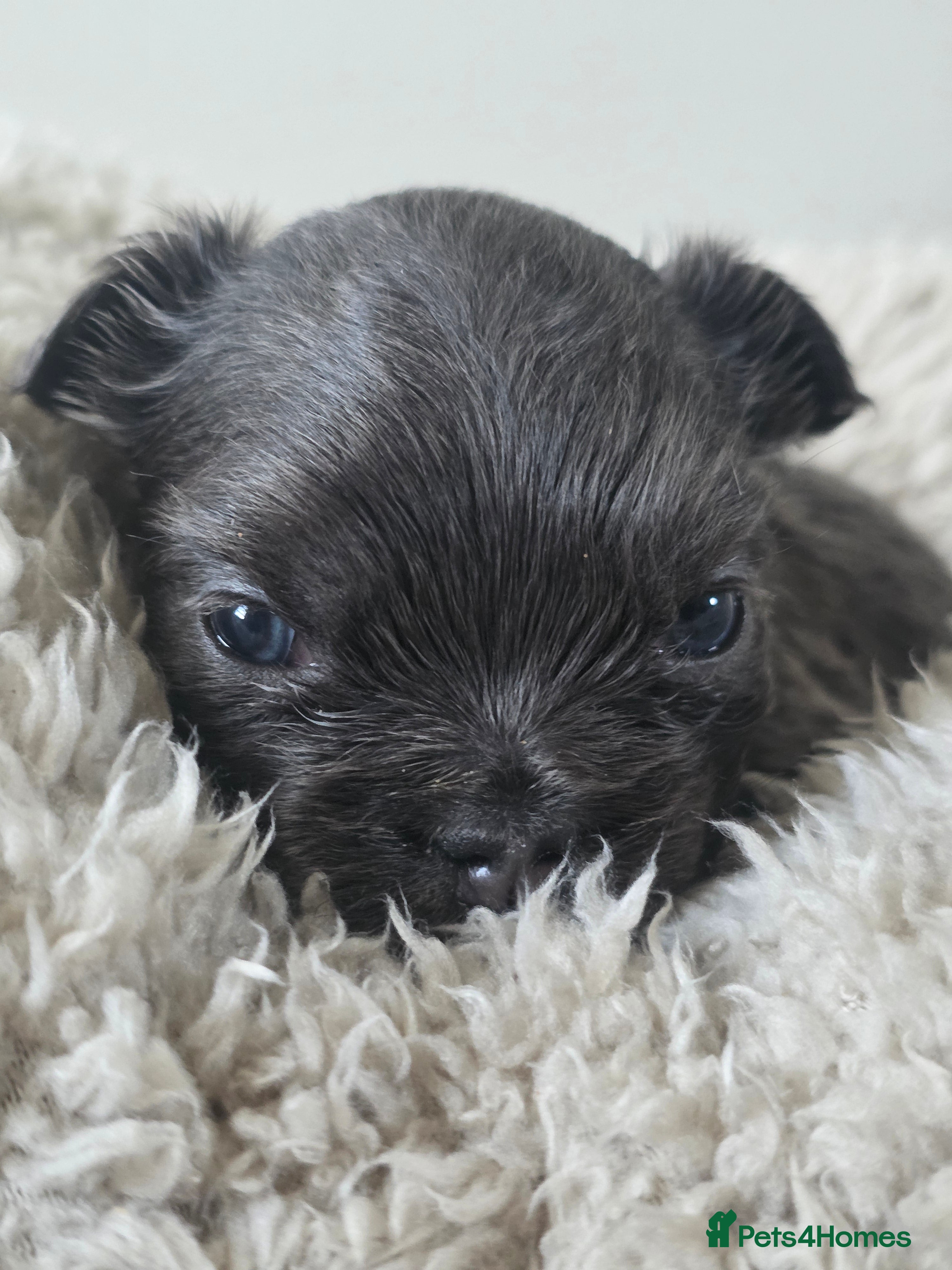 French Bulldog dogs French Bulldog (4 visual Fluffys) - Advert 1