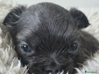 French Bulldog dogs French Bulldog (4 visual Fluffys) - Advert 1