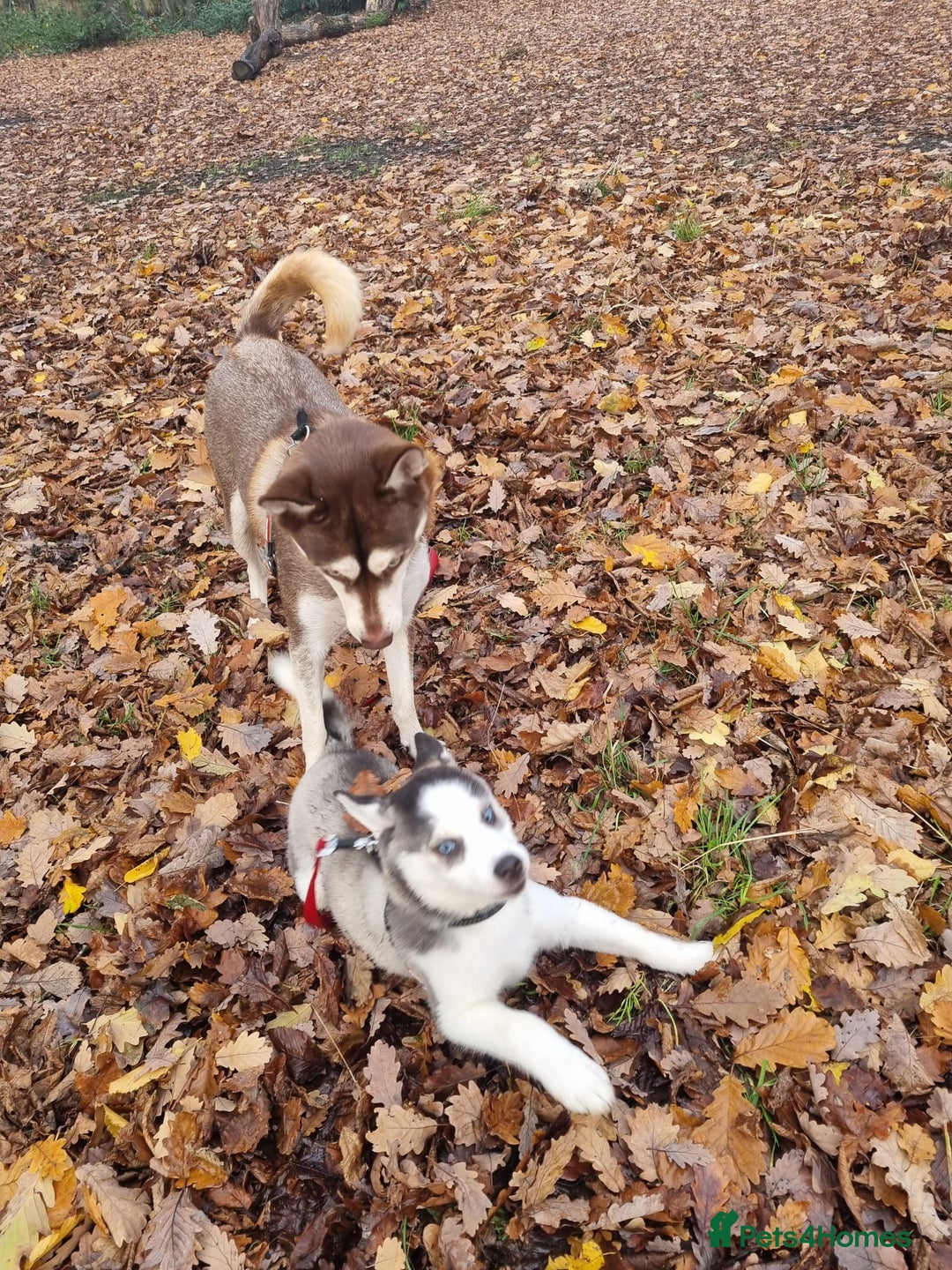 Mixed Breed dogs for sale: Pomsky for sale - Advert 3