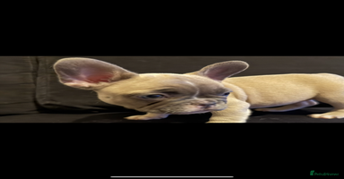 French Bulldog dogs - Advert 1