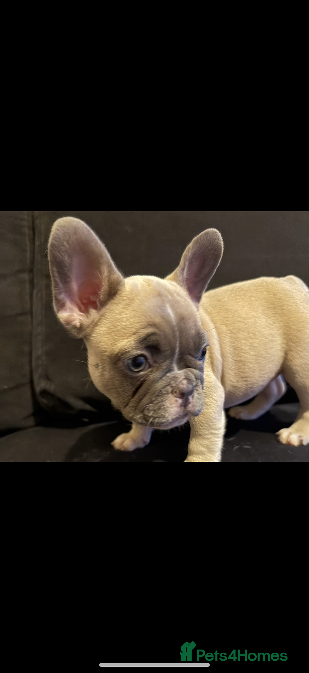 French Bulldog dogs for sale: Kennel club registered, no time wasters🩷 - Image 2