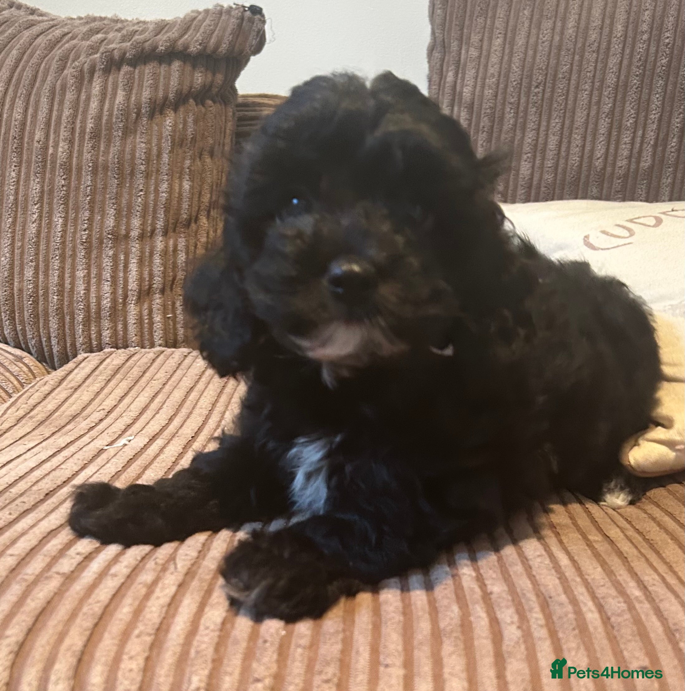 Cavapoo dogs Miniature Cavapoo puppies ready to leave - Advert 18