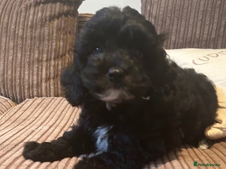 Cavapoo dogs Miniature Cavapoo puppies ready to leave - Advert 11