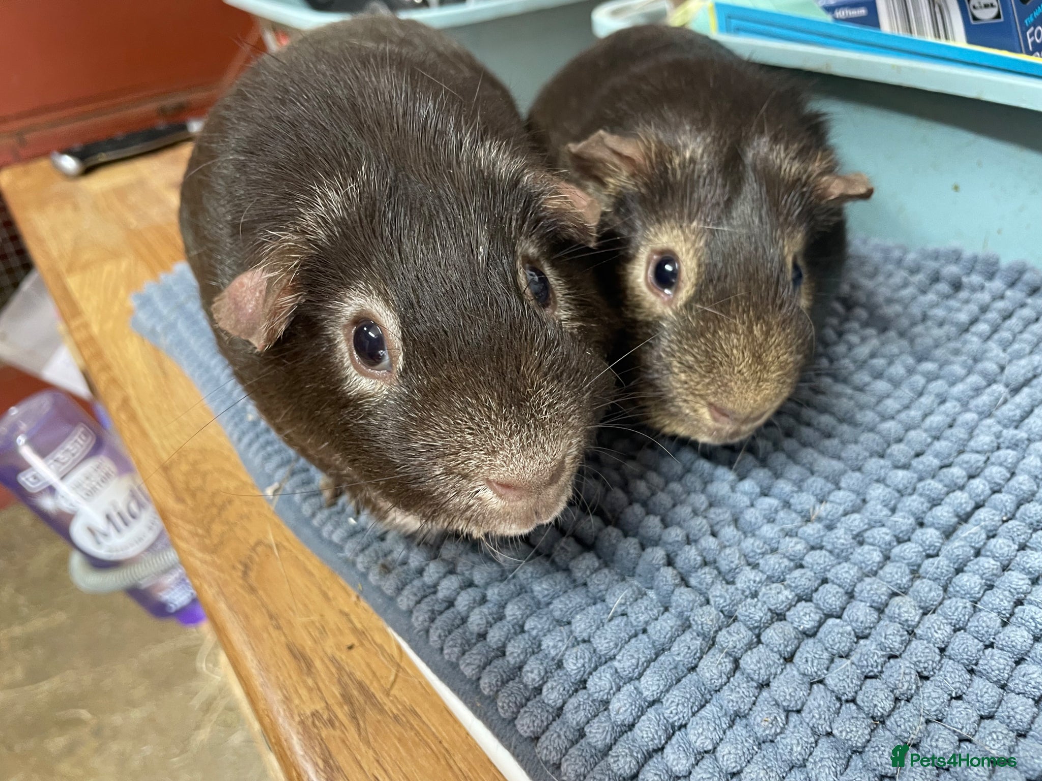 Guinea Pig rodents Two lovely Chocolate Boys - Advert 2