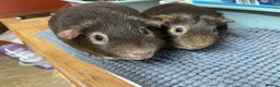 Guinea Pig rodents for sale: Two lovely Chocolate Boys - Advert 1