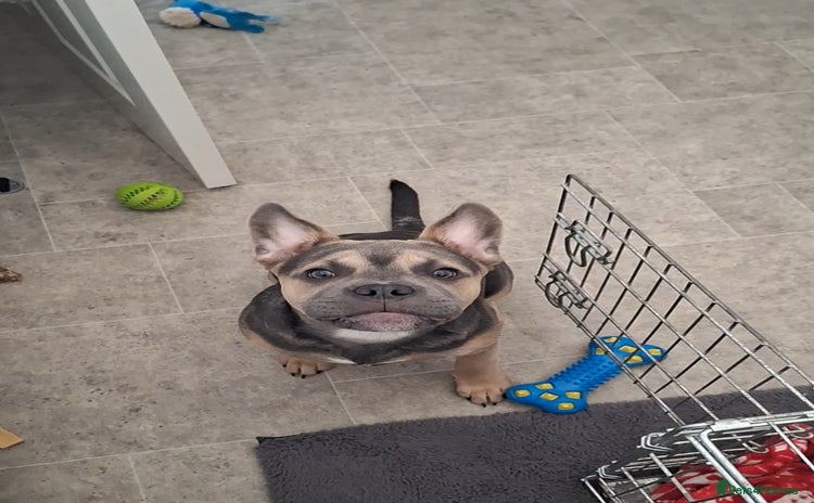 Mixed Breed dogs - Advert 9