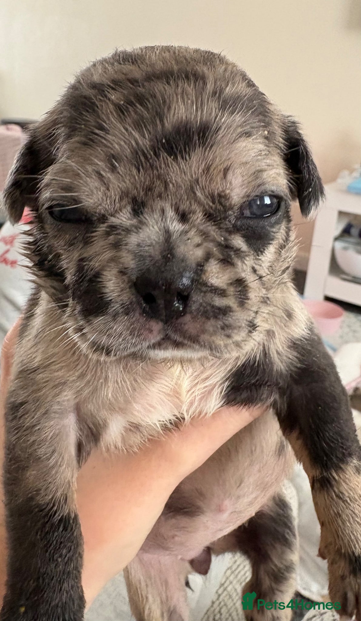 Frug dogs 🐶 Pug/French bulldog puppies 🐶 Rare markings - Advert 6
