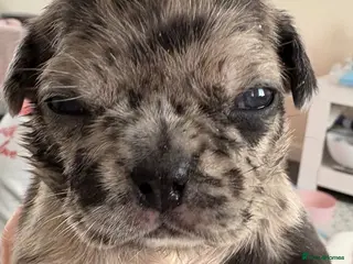 Frug dogs 🐶 Pug/French bulldog puppies 🐶 Rare markings - Advert 6