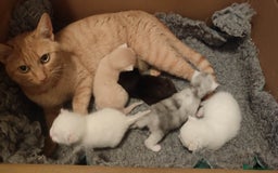 British Shorthair cats for sale: White and cream kittens!!! 😻 - Advert 7