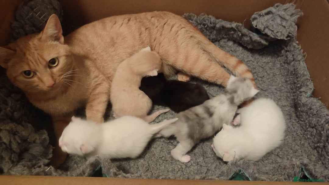 British Shorthair cats for sale: White and cream kittens!!! 😻 - Advert 7
