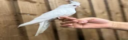Mixed Breed birds for sale: Baby cocktails  - Advert 5