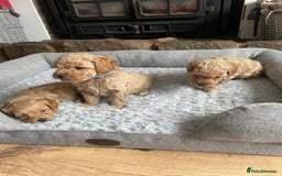 Cockapoo dogs for sale: F1B TOY COCKAPOO PUPPIES - Image 8
