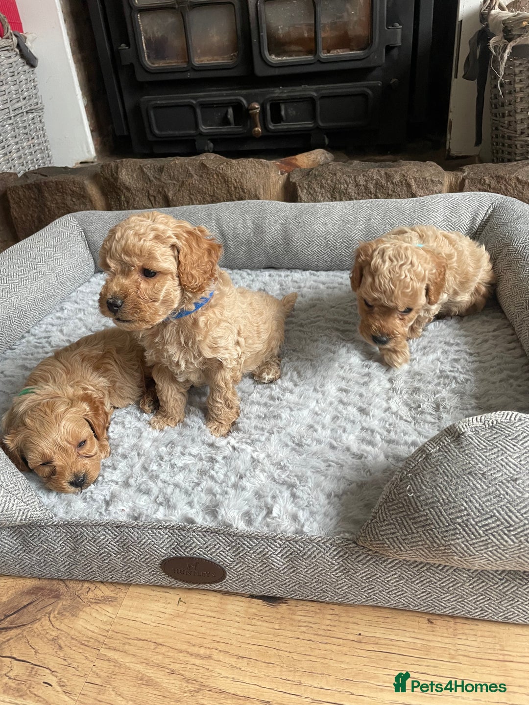 Cockapoo dogs for sale: F1B TOY COCKAPOO PUPPIES - Image 8