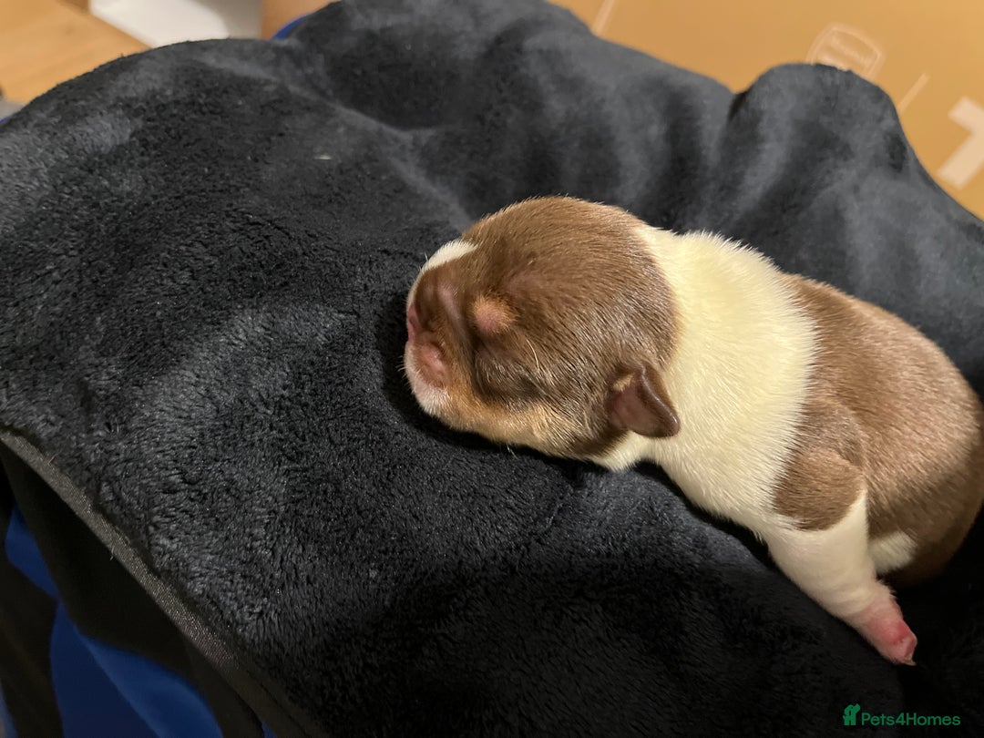 English Bulldog dogs for sale: QC puppies  - Image 23
