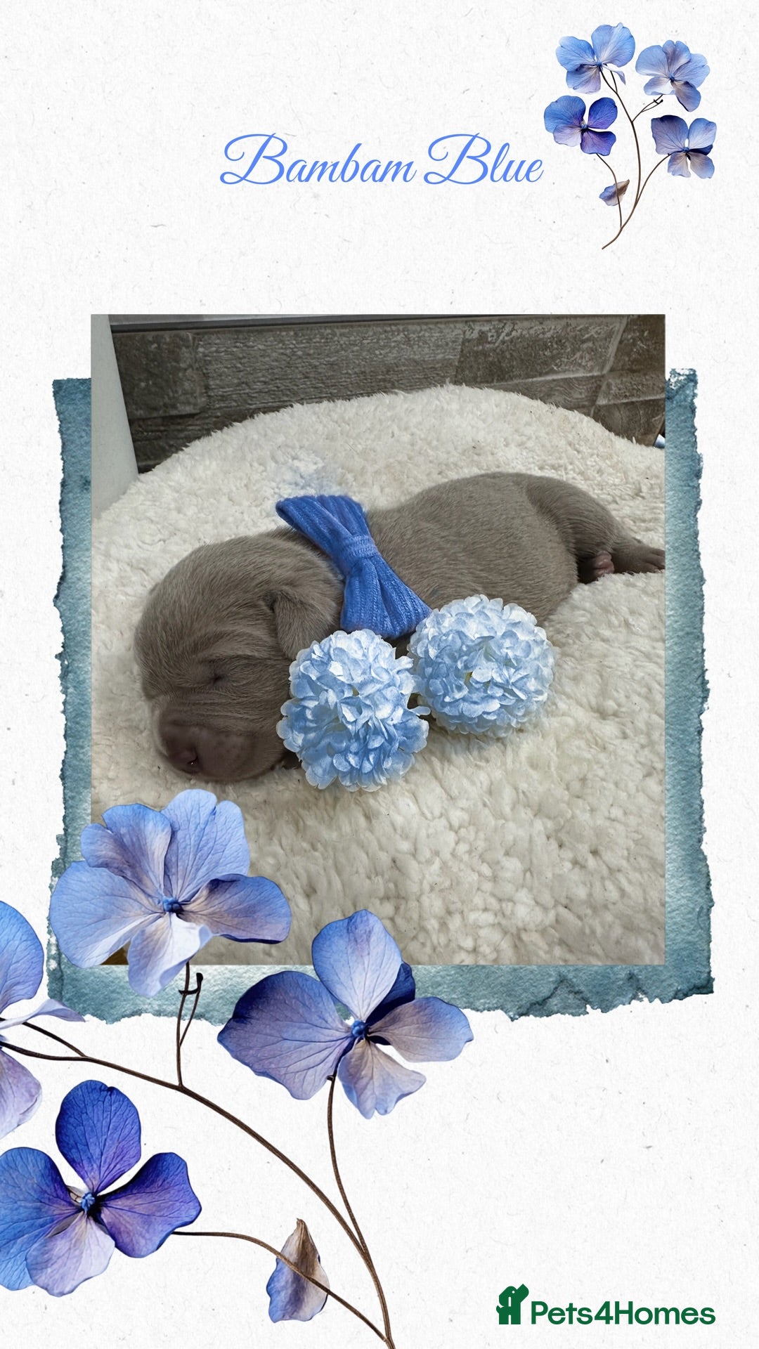 Mastiff dogs for sale: Neapolitan x Cane Corso Mix - Advert 12