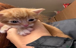 Mixed Breed cats for sale: KITTENS READY TO LEAVE 7/12 - Advert 3