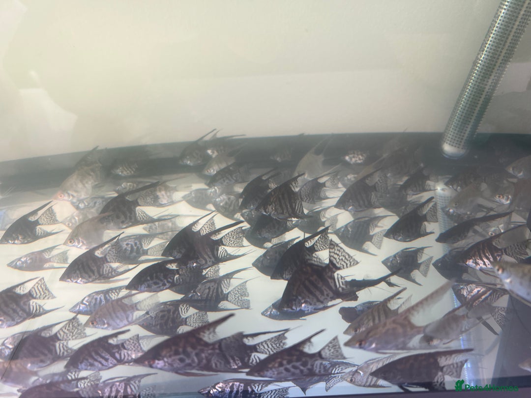 Angelfish fish for sale: Young Angel fish in Harlow - Image 3