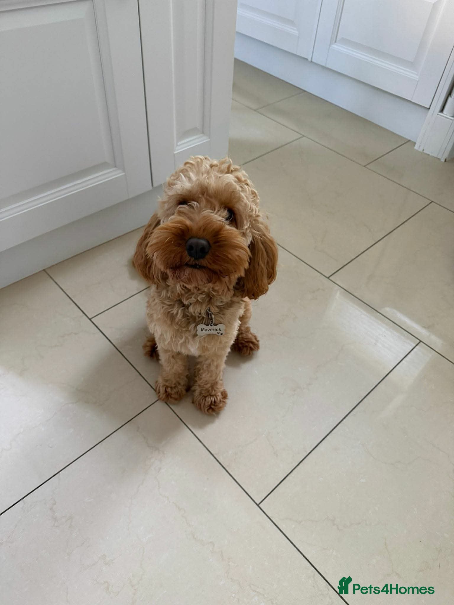 Cockapoo dogs ✈️🔥 MAVERICK IS READY FOR HIS WINGMAN! 🔥✈️ - Advert 2