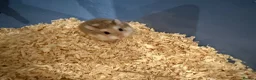 Hamster rodents for sale: Robo dwarf hamster in London - Advert 4