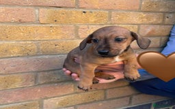 Jack Russell dogs for sale: Jack Russell Puppies - Image 3
