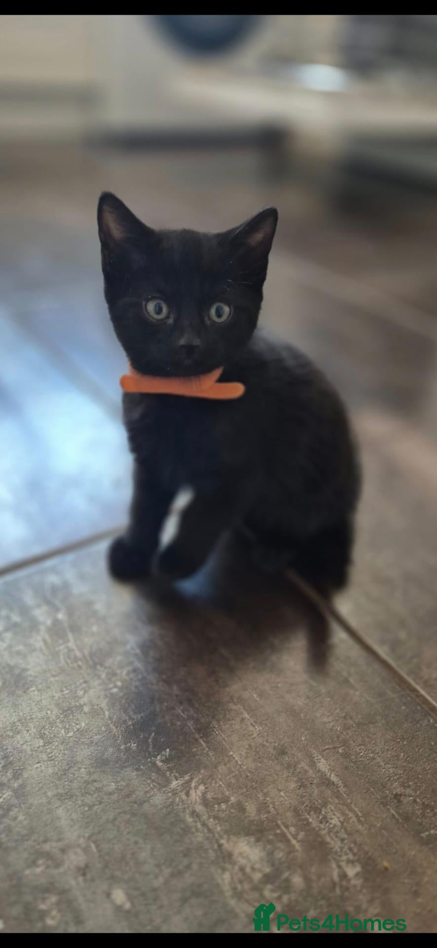 Mixed Breed cats Boy kitten looking for forever home - Advert 14