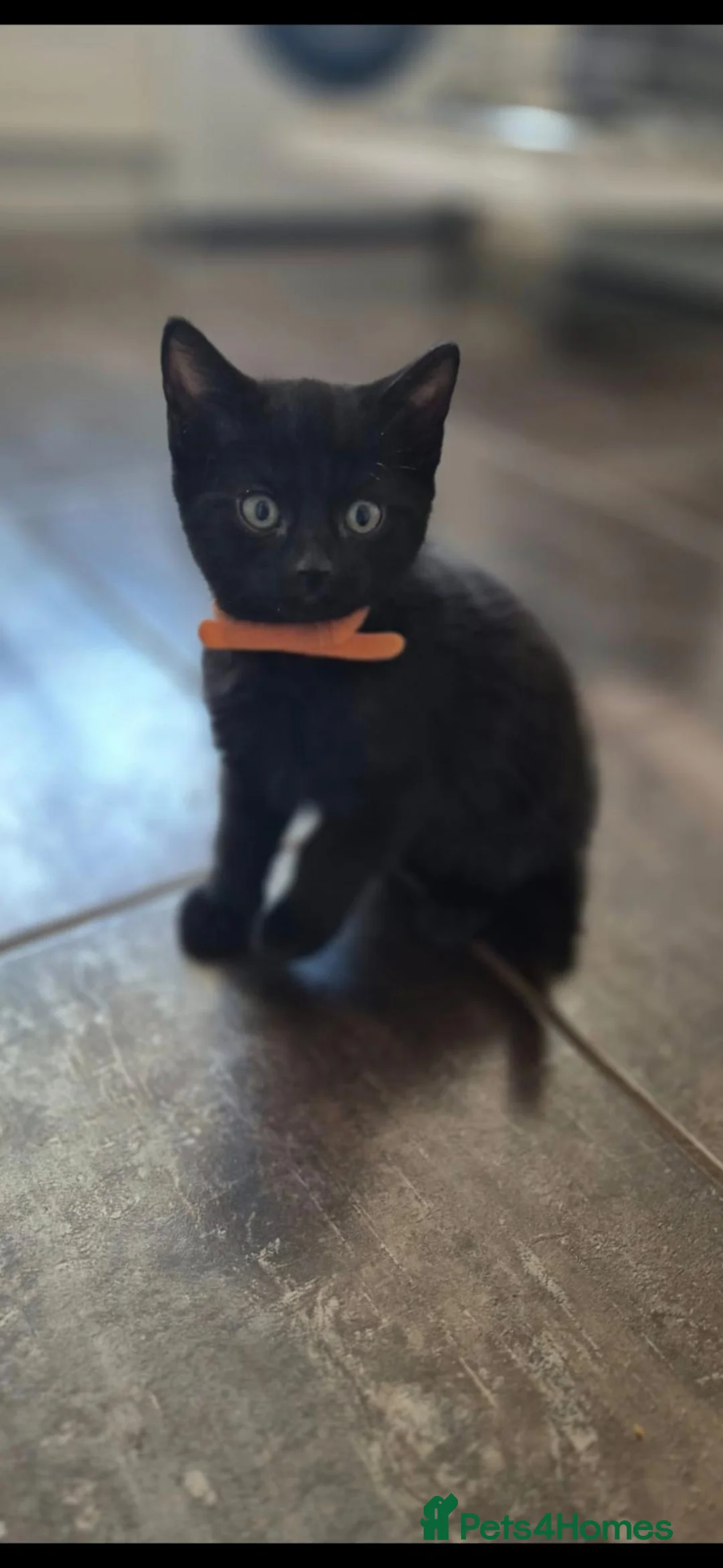 Mixed Breed cats for sale: Boy kitten looking for forever home - Advert 1