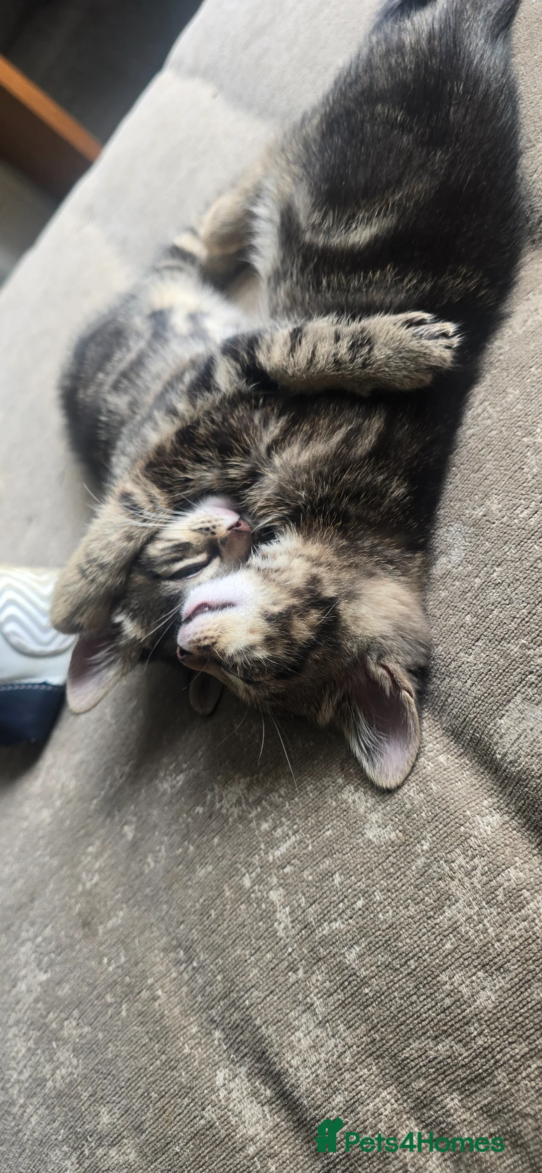 Mixed Breed cats for sale: 2 beautiful boy tabby  kittens  - Advert 3