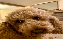 Cockapoo dogs for sale: Cuddly, cute, calm, sable Cockapoo puppies  - Image 28