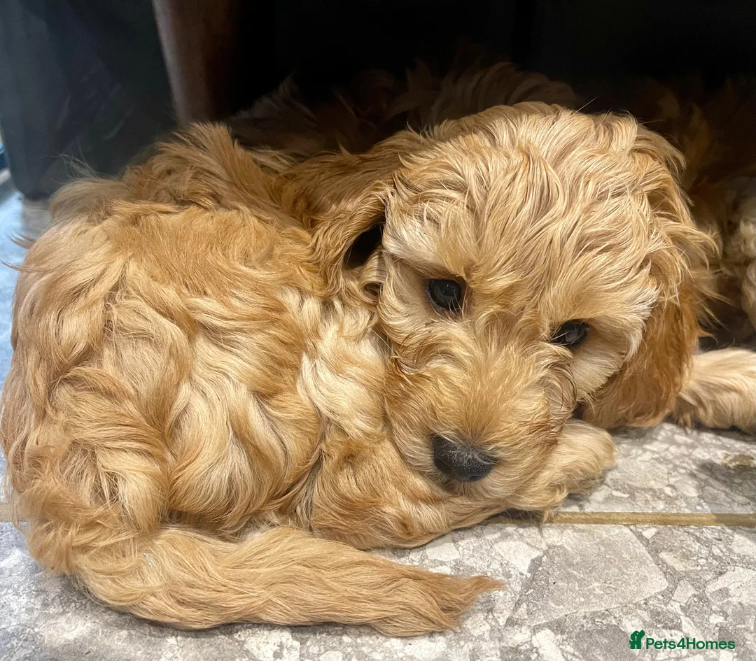 Cockapoo dogs for sale: Blond Boy Cockapoos looking for home - Advert 8