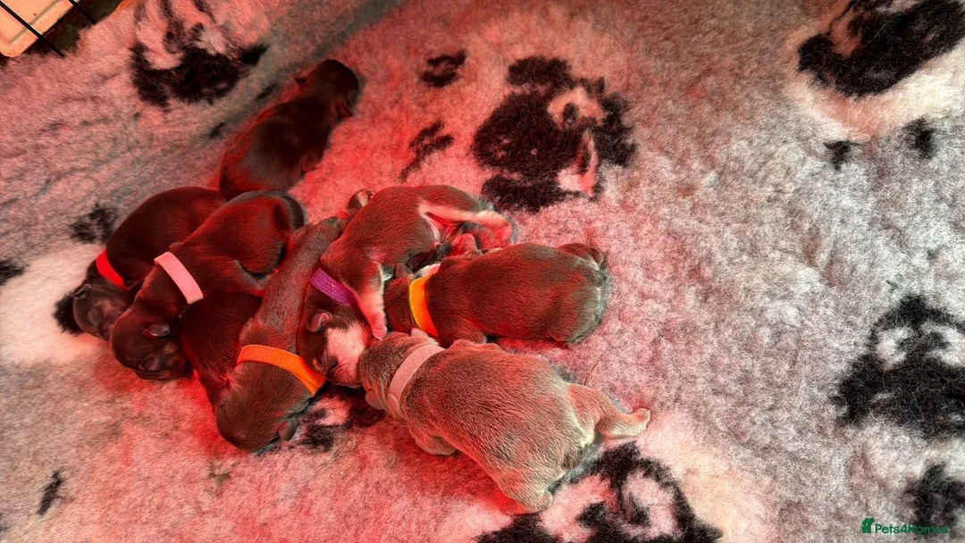French Bulldog dogs for sale: 8 Beautiful French Bulldog Pups – 5 Girls & 3 Boys in Huddersfield - Advert 2