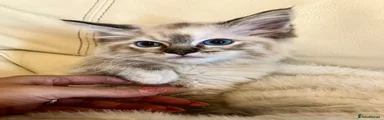 Ragdoll 2