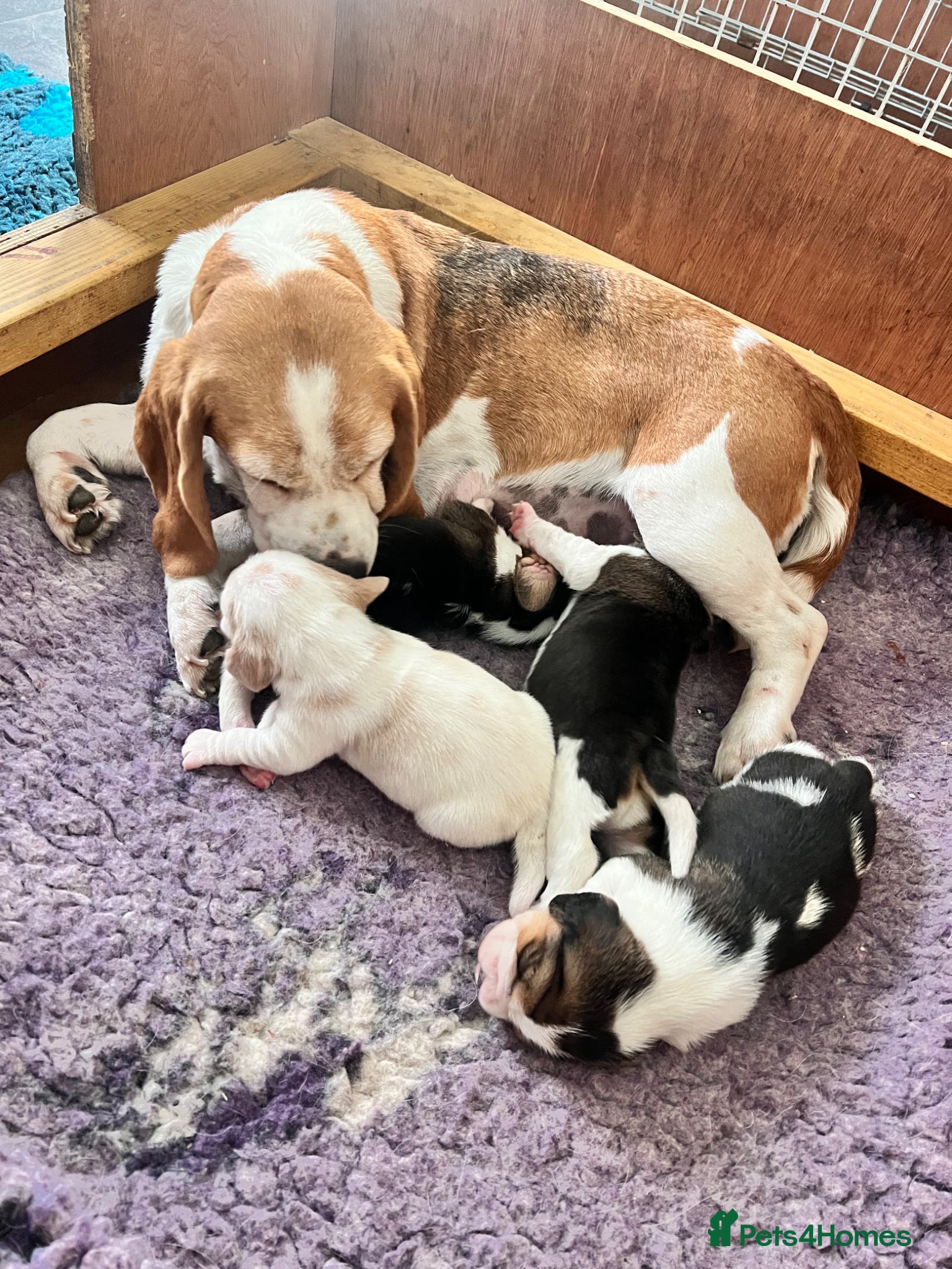Beagle dogs Kc registered beagle puppy’s  - Advert 2