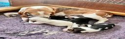 Beagle dogs for sale: Kc registered beagle puppy’s  - Advert 2