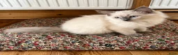 Ragdoll cats for sale:  Blue Ragdoll health tested ready now - Advert 4