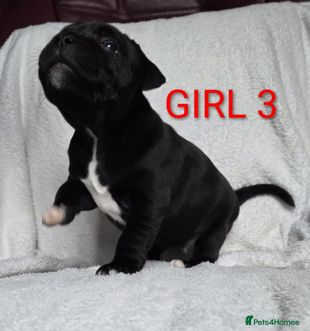 Staffordshire Bull Terrier dogs for sale: KC registered Champions Bloodline Show Quality  - Image 21