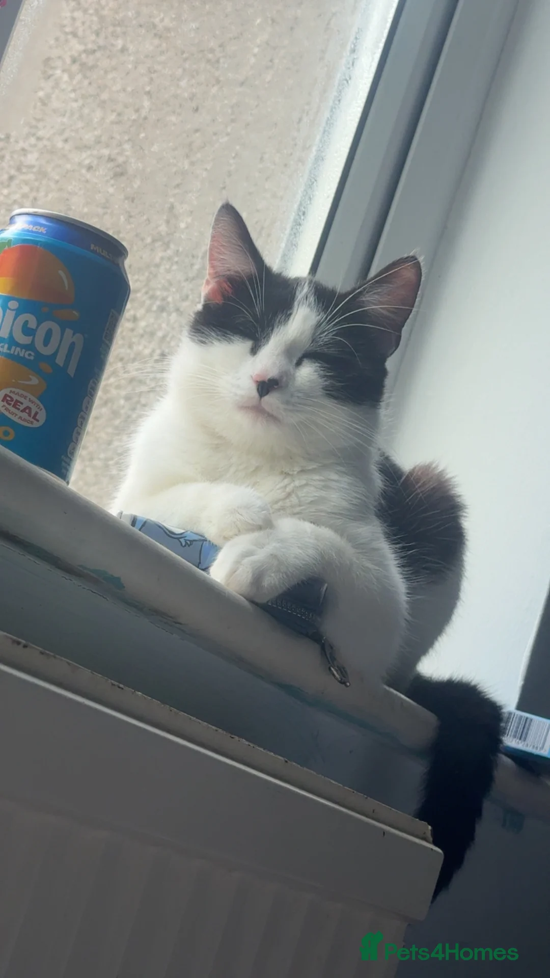 Mixed Breed cats for sale: Socks  in Swansea - Advert 2