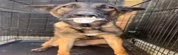 Belgian Shepherd Dog dogs for sale: 1 year old female Belgian malinos  - Advert 12