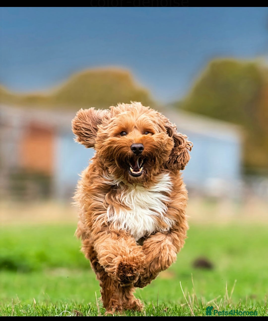 Australian Labradoodle dogs for sale: Australian labradoodles from Annetteslabradoodles  - Advert 17