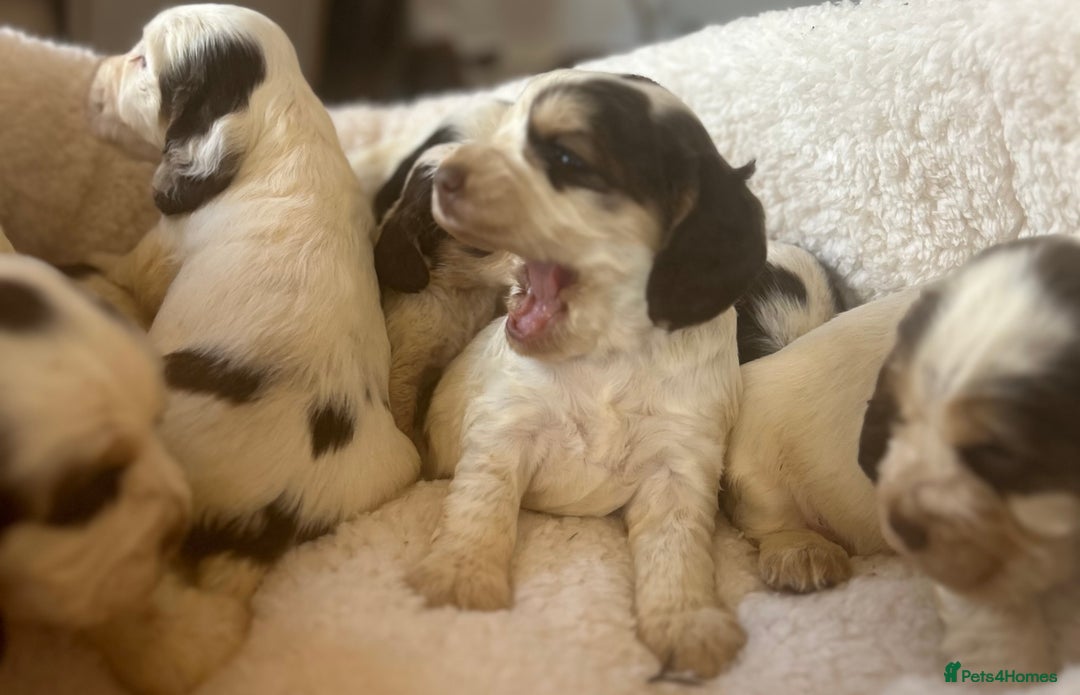 Cocker Spaniel dogs for sale: KC Show cocker spaniel pups chocolate Sable Roan   - Image 9