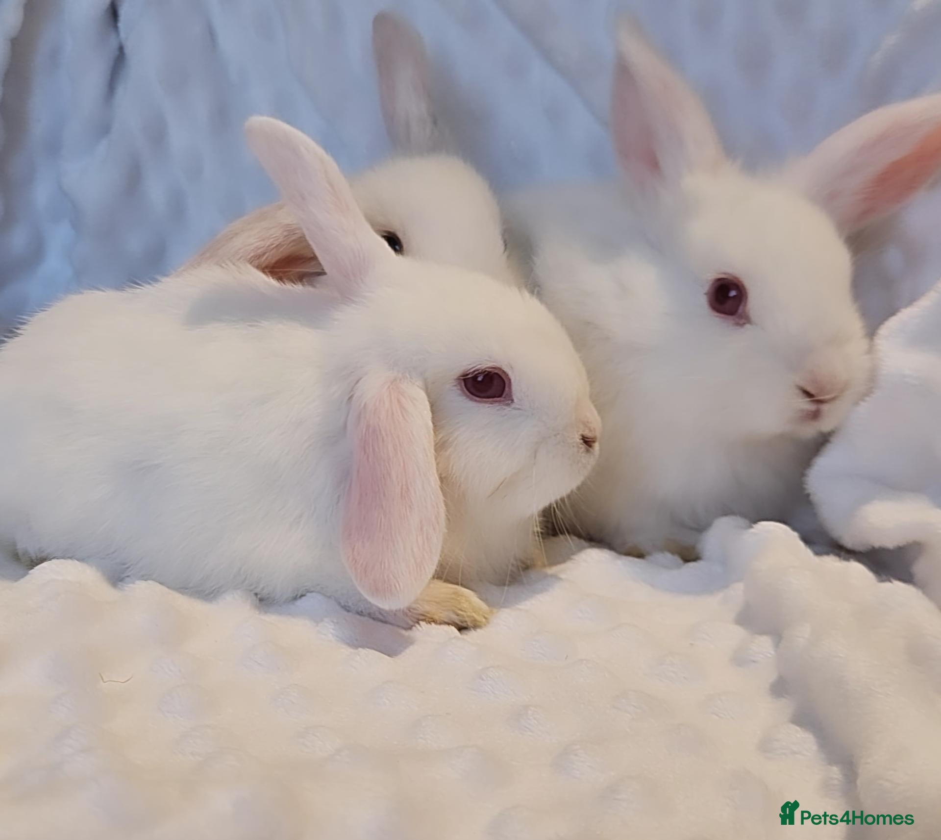 Mini Lop rabbits for sale: Baby Bunnys *Ready Now [3 left] - Advert 2